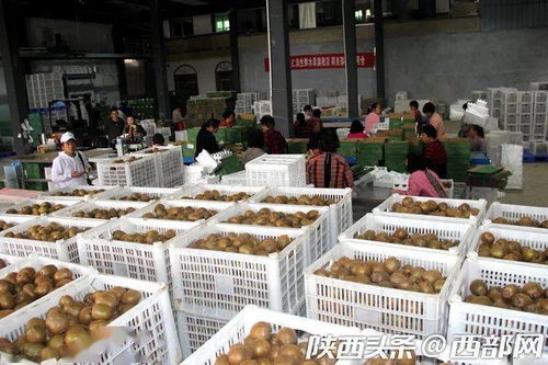 數(shù)字時(shí)代下的周至獼猴桃 科技與農(nóng)業(yè)的完美融合